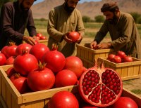 Pomegranate Products of Kandahar, Afghanistan: Varieties, Processing, Exports, and Sector Development